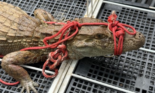 Jacaré de pequeno porte é resgatado em Barra Mansa